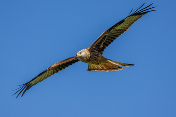 Rotmilan (Milvus milvus)