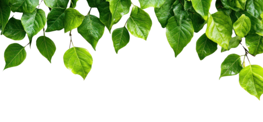 PNG Green leaves top border leaf background decoration.