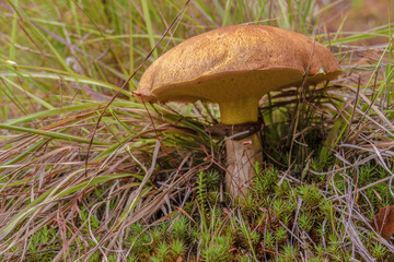 A penny bun mushroom growing in the floor of a pine forest, in the eastern Andean mountains of central Colombia, near the town of Motavita.