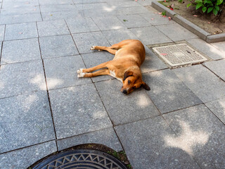 stray dog ​​lies on street in Batumi city
