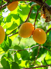 ripe apricot fruits close up on tree in garden