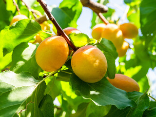ripe apricot fruits on tree twig closeup in garden