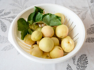 freshly harvested local Armenian Shalakh apricots