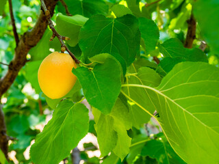 single ripe apricot fruit in green leaves on tree