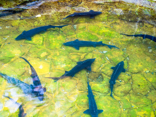 live sturgeons in pool of river water, Armenia