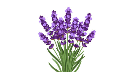 Elegant illustration of lavender flowers with its aromatic and decorative appeal