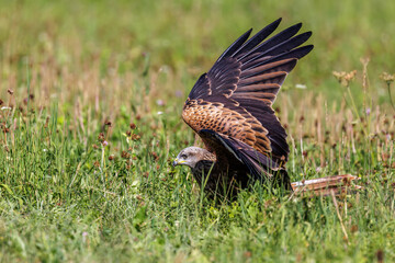 Rotmilan (Milvus milvus)
