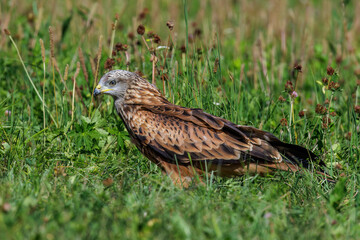 Rotmilan (Milvus milvus)