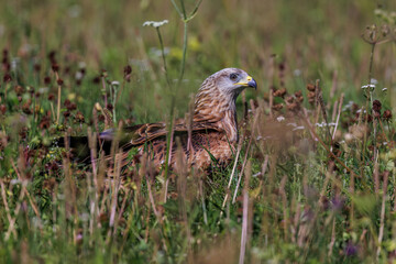 Rotmilan (Milvus milvus)