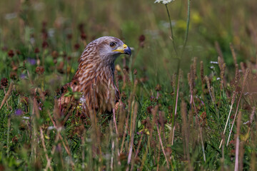 Rotmilan (Milvus milvus)