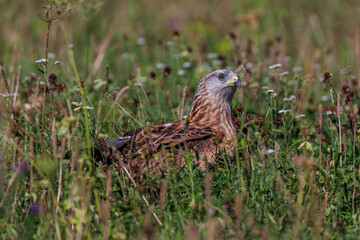 Rotmilan (Milvus milvus)