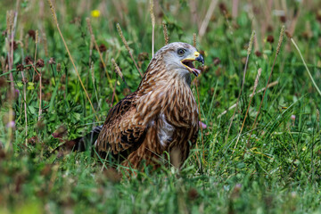 Rotmilan (Milvus milvus)