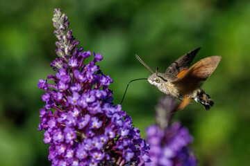 Taubenschwänzchen (Macroglossum stellatarum)