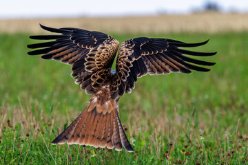 Rotmilan (Milvus milvus)