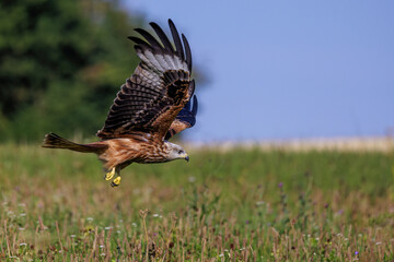 Rotmilan (Milvus milvus)