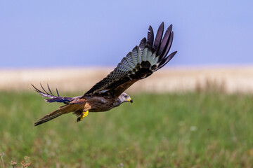 Rotmilan (Milvus milvus)