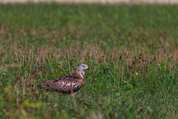 Rotmilan (Milvus milvus)