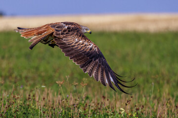 Rotmilan (Milvus milvus)