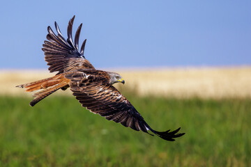 Rotmilan (Milvus milvus)