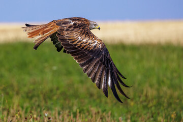 Rotmilan (Milvus milvus)