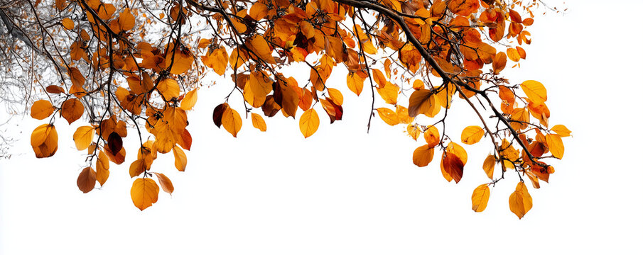 an orange autumn tree branch with yellow leaves, isolated on a white background