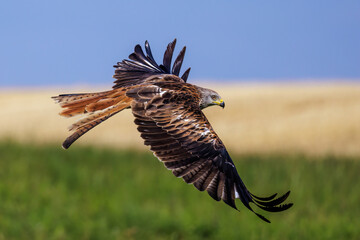 Rotmilan (Milvus milvus)