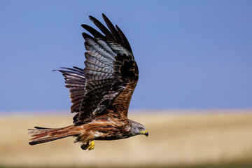 Rotmilan (Milvus milvus)