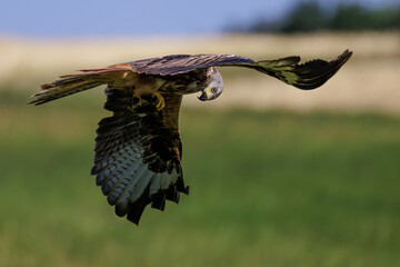 Rotmilan (Milvus milvus)