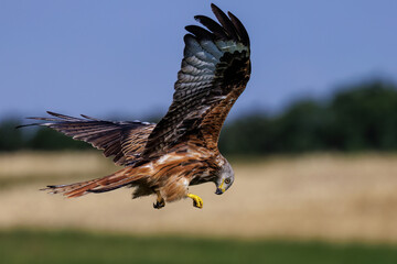 Rotmilan (Milvus milvus)