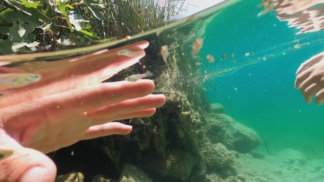 Point of view shot of two hands in clear turquoise water gently interacting with school of tiny fish, showing beautiful connection between humans and nature in a serene lake or river
