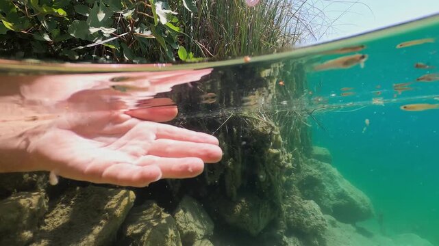 Human hand submerged in clear water with tiny fish nibbling the skin in a beautiful natural lake, showcasing a unique fish spa experience and connection with wildlife in a pristine ecosystem
