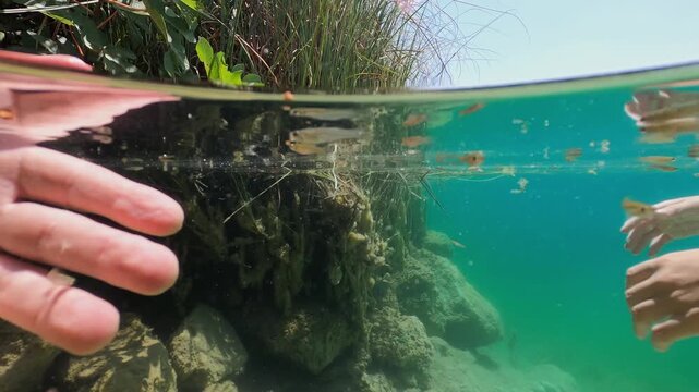 Fascinating over-under split shot of person's hand reaching towards school of tiny fish swimming in clear turquoise lake, show beauty of aquatic wildlife in its natural habitat