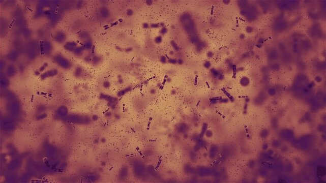 bacterias in the microscope