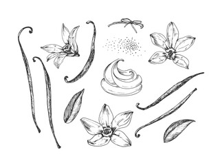 Vanilla set of hand-drawn vector illustrations. Black and white flowers, pods, and leaves isolated on a white background. Design elements for packaging of desserts, spices, and essential oils.