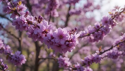 lilac flowers in the garden