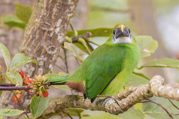 An exotic white-throated toucanet perched on an basul tree branch, illuminated by the afternoon light, in a farm in the eastern Andean mountains of central Colombia.