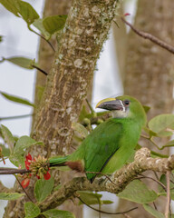 An exotic white-throated toucanet perched on an basul tree branch, illuminated by the afternoon light, in a farm in the eastern Andean mountains of central Colombia.