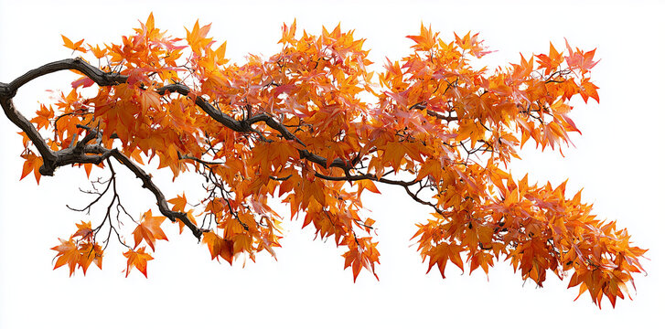 an orange autumn tree branch with yellow leaves, isolated on a white background - Powered by Adobe