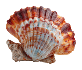 Nature's beauty colorful scallop shell coastal environment isolated on transparent background