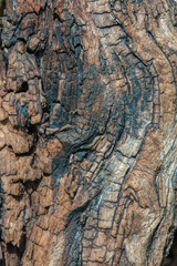 The partially burnt knot of a tree, macrophotography captured in a forest in the eastern Andean mountains of central Colombia, near the Iguaque natural reserve.