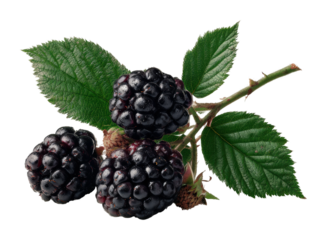 Harvesting fresh blackberries nature scene food outdoors isolated on transparent background