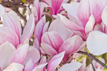 Spring blooming pink magnolia tree. Magnolia soulangeana flowering branches close-up