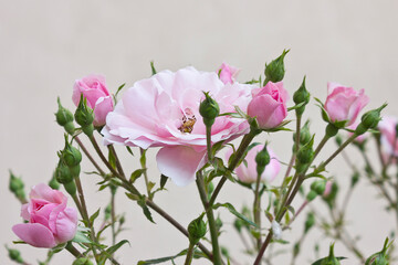 Close-up of pink roses. Garden with blooming roses