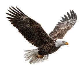 Fototapeta premium Bald eagle soaring over natural landscape wildlife action isolated on transparent background