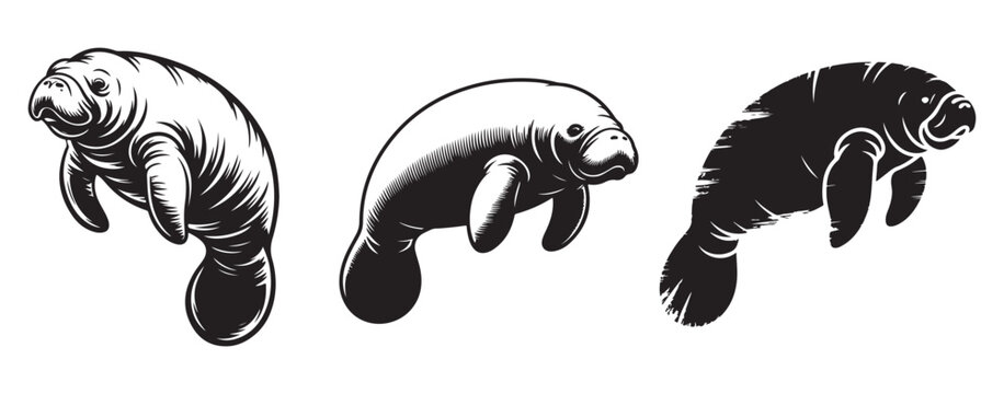 Manatee Vector Illustration, Stylized Sea Cow Artwork Design.