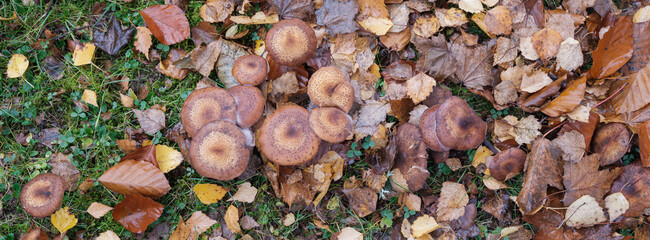 Blick in die Wiese mit Laub und Pilzen, Draufsicht 