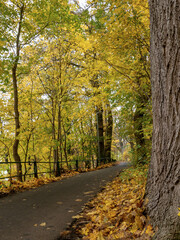 Radweg mit bunter Blättern im November durch den Wald in die Stadt