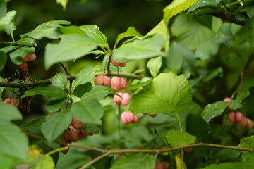 Colorful Euonymus Berries on Branches in Autumn Forest