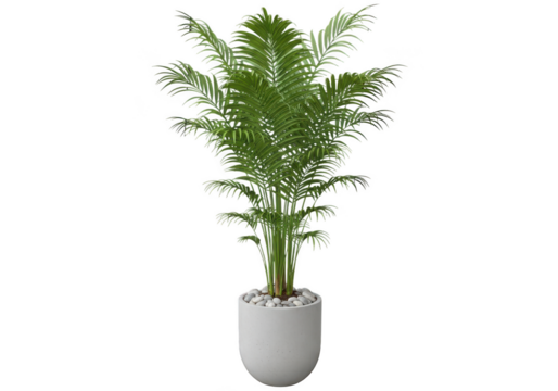 Elegant Areca Palm Plant in White Pot on Black Background