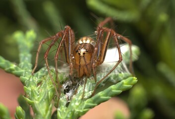  This spider is an active predator known for its long, spiny legs and striped pattern on its body and legs.